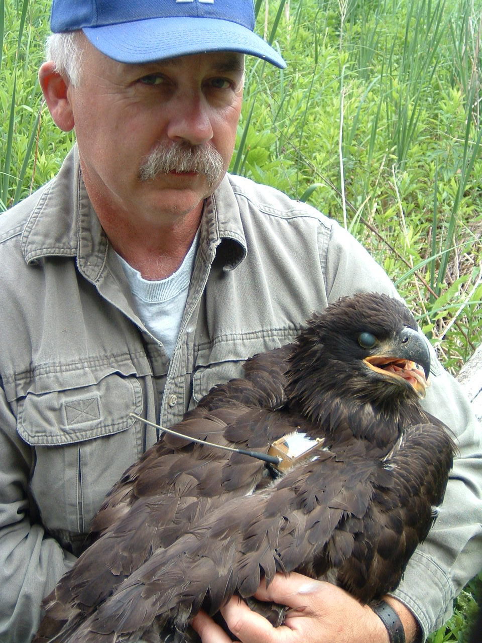 Bald eagles in New York